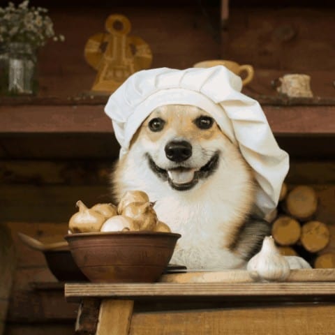 Is Garlic Bad for Dogs? Everything You Need to Know