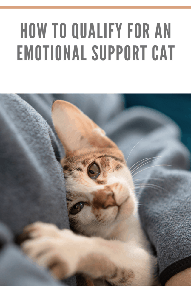 how-to-qualify-for-an-emotional-support-cat-mommy-s-memorandum