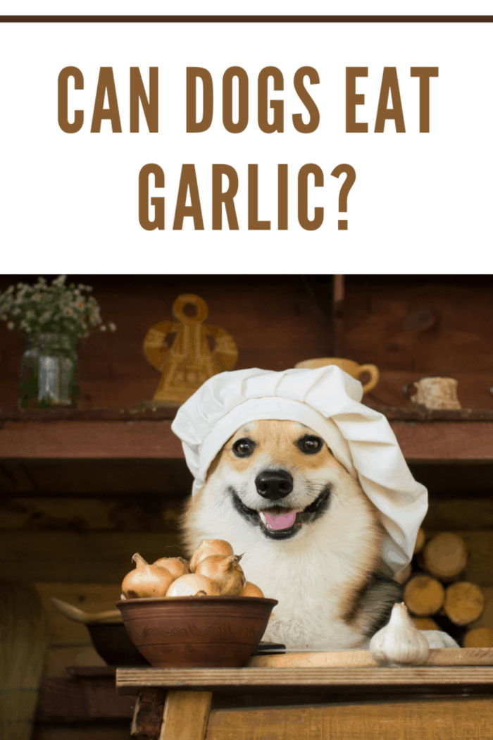 Dog Welsh Corgi prepares mushrooms for dinner with onion and garlic.
