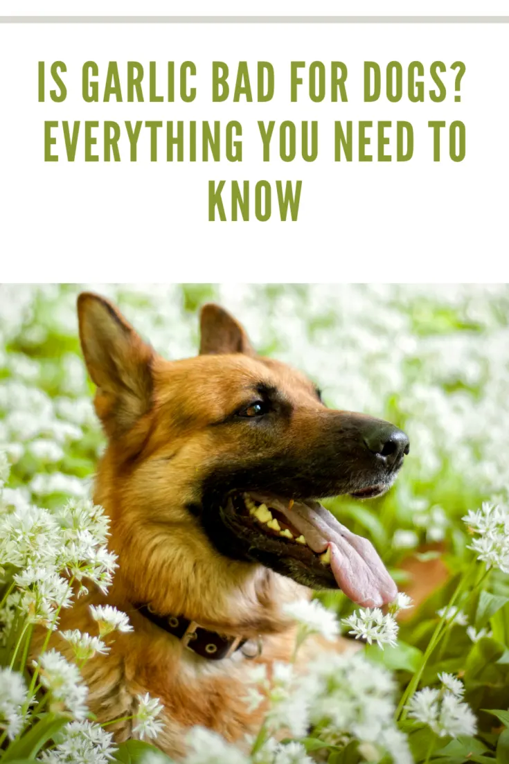 german shepherd sitting in wild garlic field