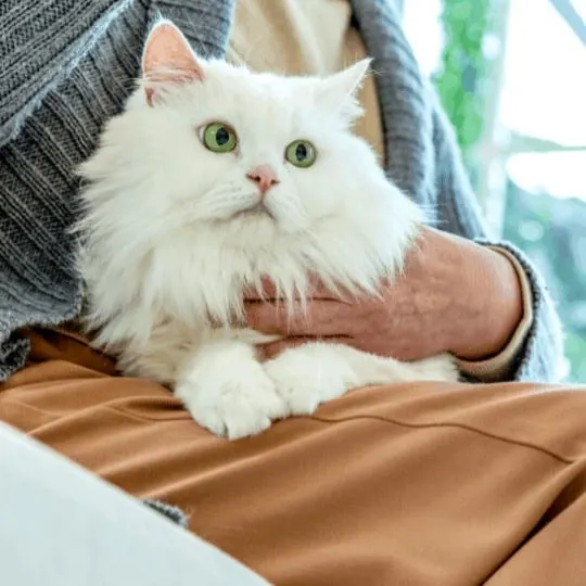 Senior woman holding a cat