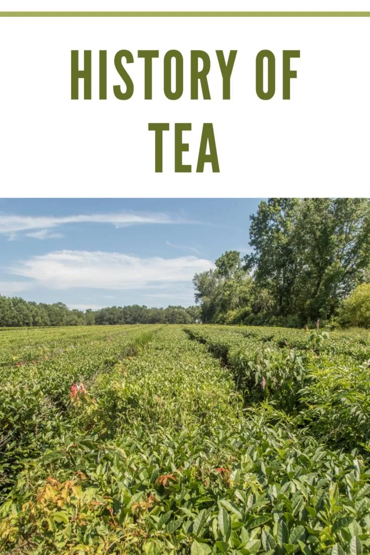 Tea plantation in South Carolina