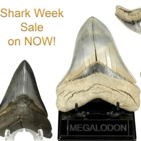 Fossil Era Takes a Bite Out of Shark Week #SharkWeek #Megalodon