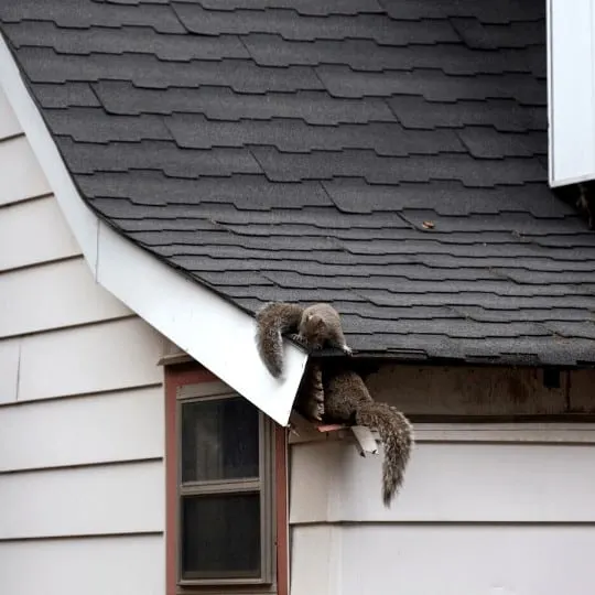 Family of squirrels nesting in house roof attic.