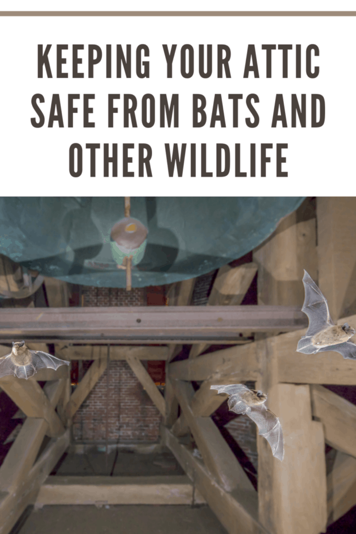 Flying pipistrelle bats in attic