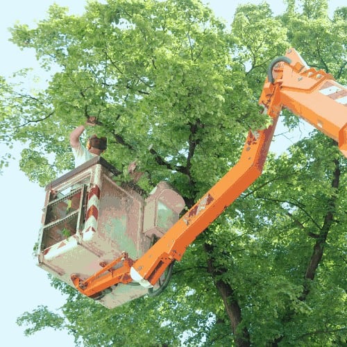 Trimming of lime-trees in the city.