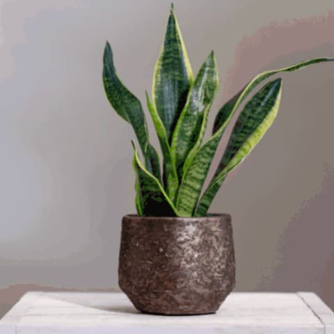 5 Air Purifying Indoor Plants For A Healthier Home