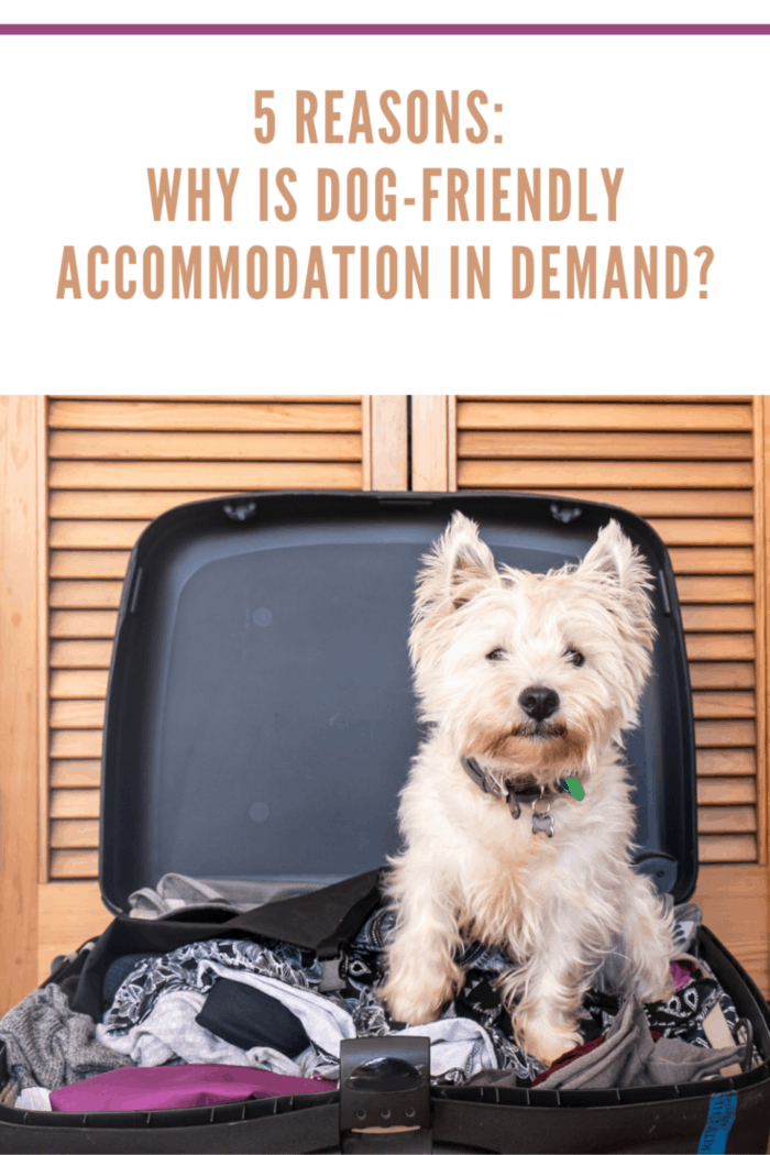 Pet friendly accommodation: scruffy west highland white terrier westie dog in packed suitcase luggage