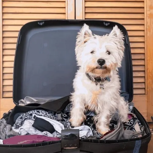 Pet friendly accommodation: scruffy west highland white terrier westie dog in packed suitcase
