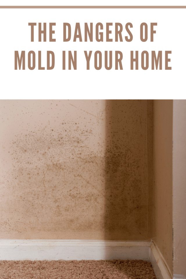 The Dangers Of Mold In Your Home • Mommy's Memorandum