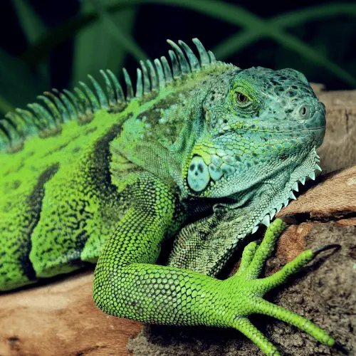 iguana on a rock close up