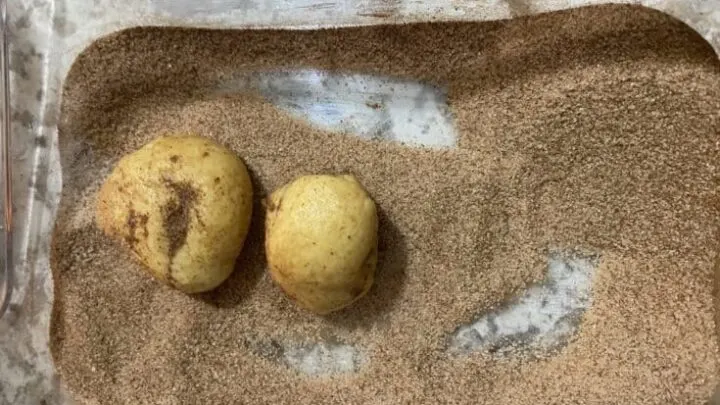 dough balls in cinnamon sugar