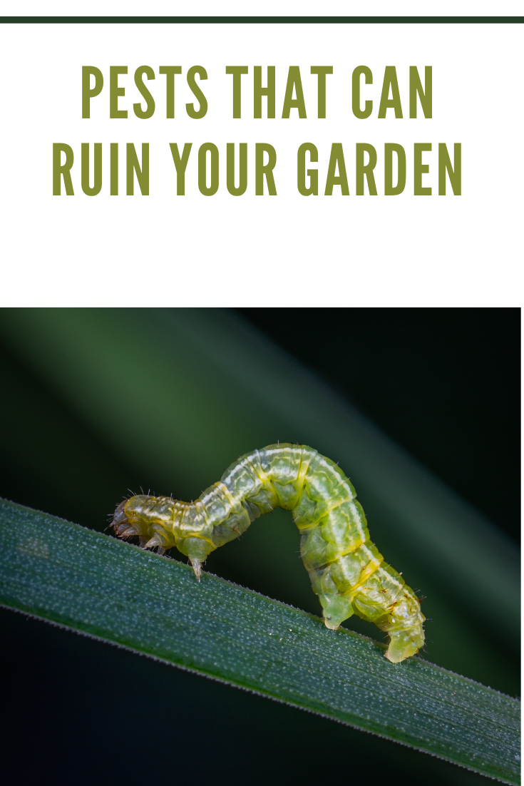 caterpillar in garden