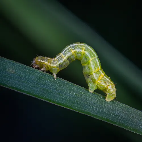 caterpillar on green leaf up close
