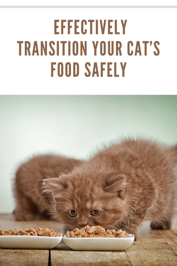 Transitioning 2024 cat food