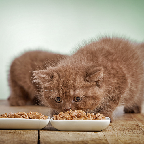 kitten with cat food