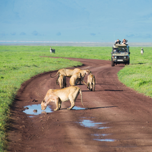 lions drinking with safari vehicle in background