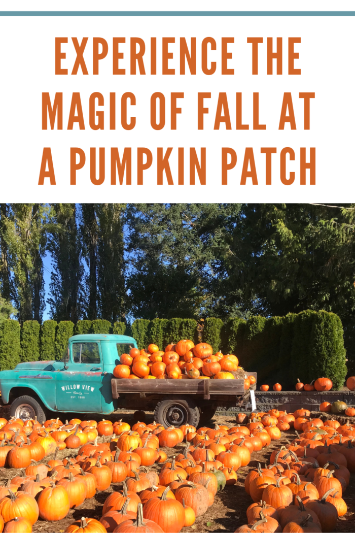Pumpkins and Trucks on Field