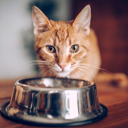ORANGE CAT WITH FOOD BOWL