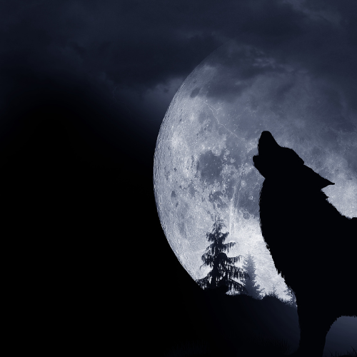 alpha wolf moon