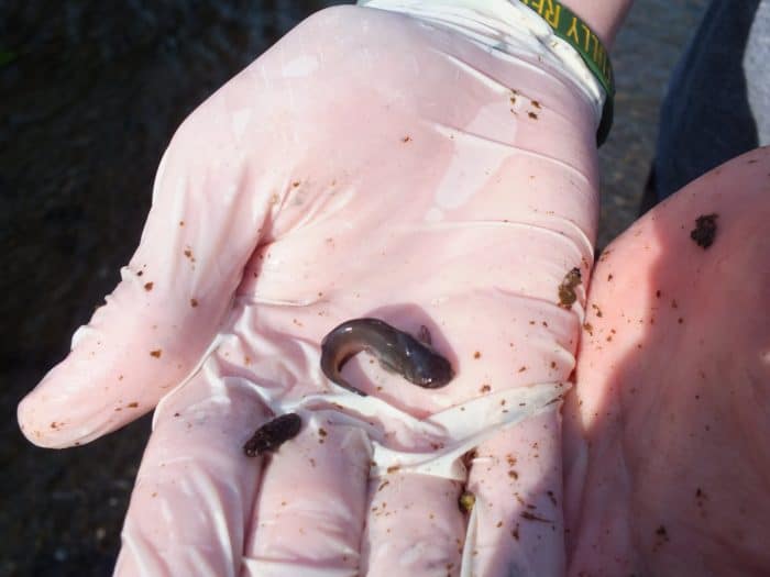 Fishing at Fairystone State Park: First Fish in 6-minutes!