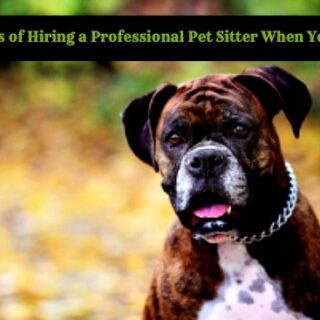 5 Benefits of Hiring a Professional Pet Sitter When You Travel