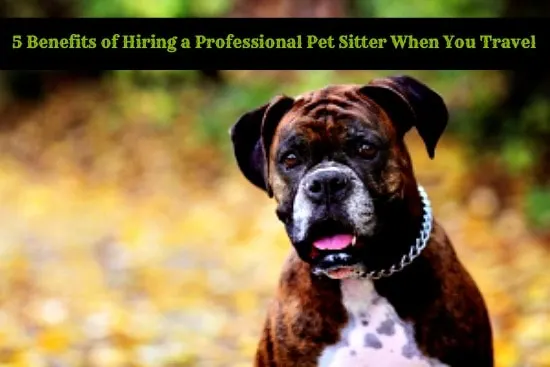 5 Benefits of Hiring a Professional Pet Sitter When You Travel