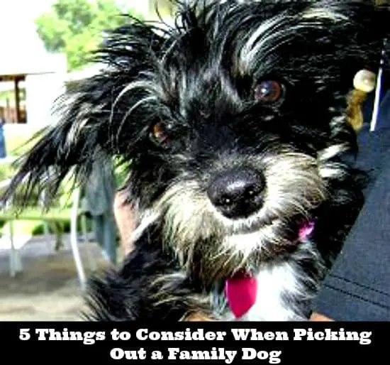 5 Things to Consider When Picking Out a Family Dog