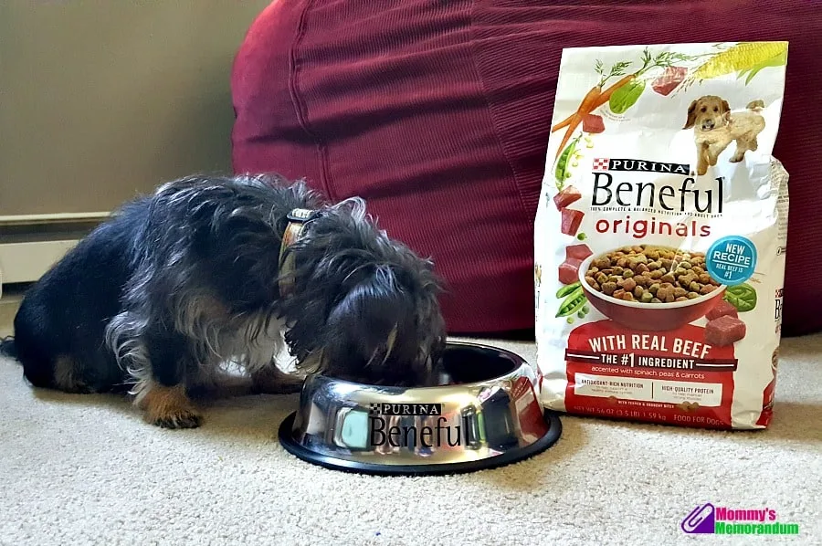 Bailey Mae eating beneful