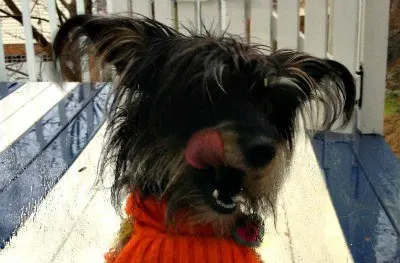 bailey-mae-with-tongue-out