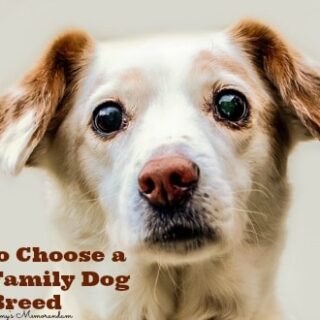 How to Choose a Good Family Dog Breed
