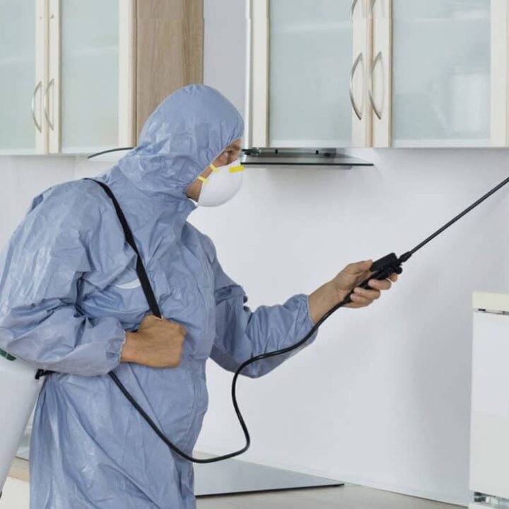 Hire An Exterminator In Time For Your Holiday Gathering