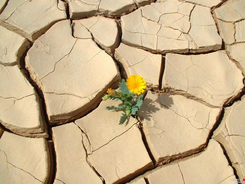 dry mud with deep cracks and a beautiful yellow flower growing out of crack
