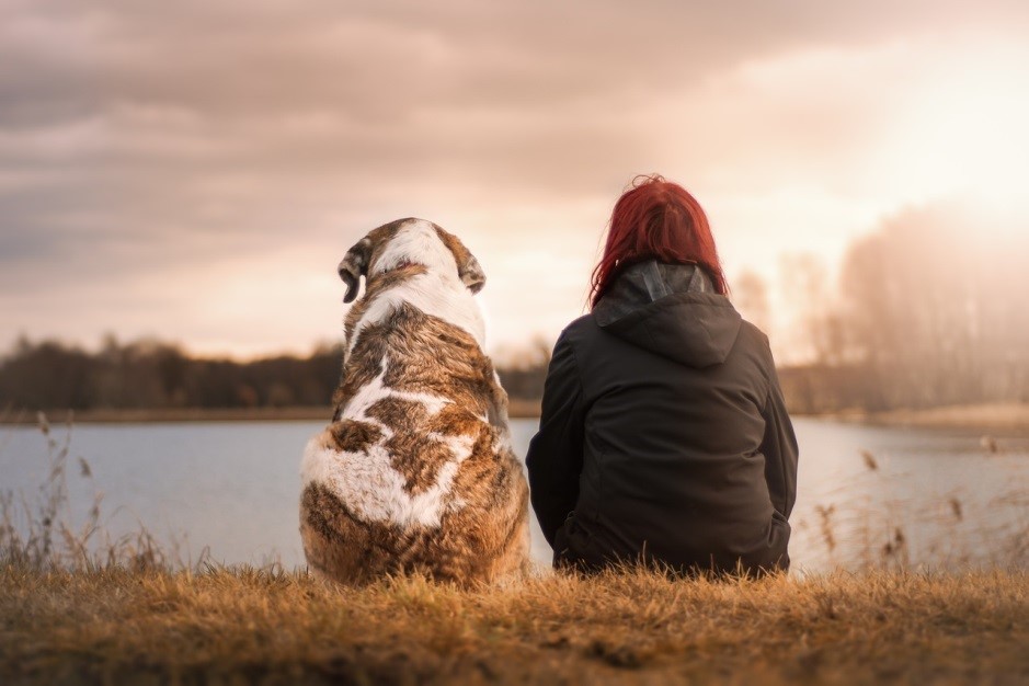 Are You Prepared for Pet Travel Safety Day?