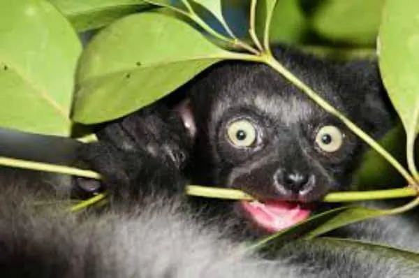 baby indri