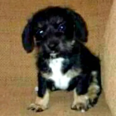 bailey as puppy