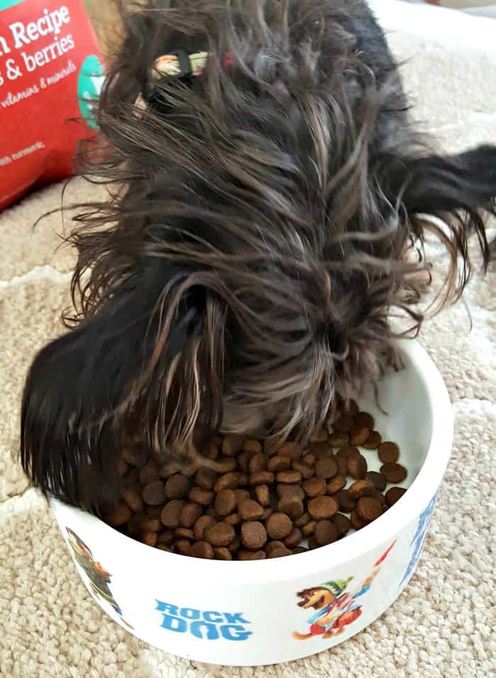 bailey mae eating holistic dog food out of the bowl