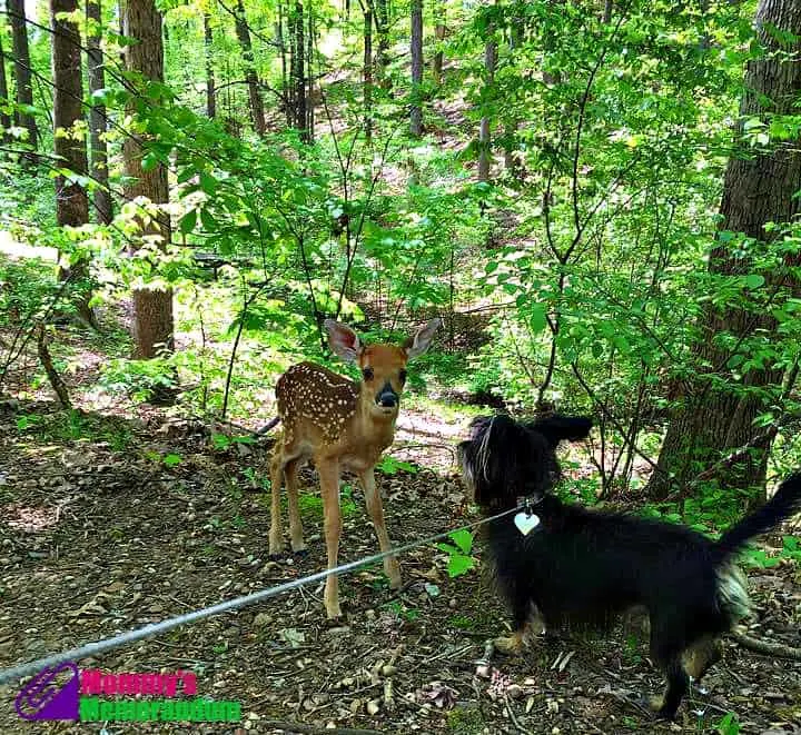 bailey mae with deer