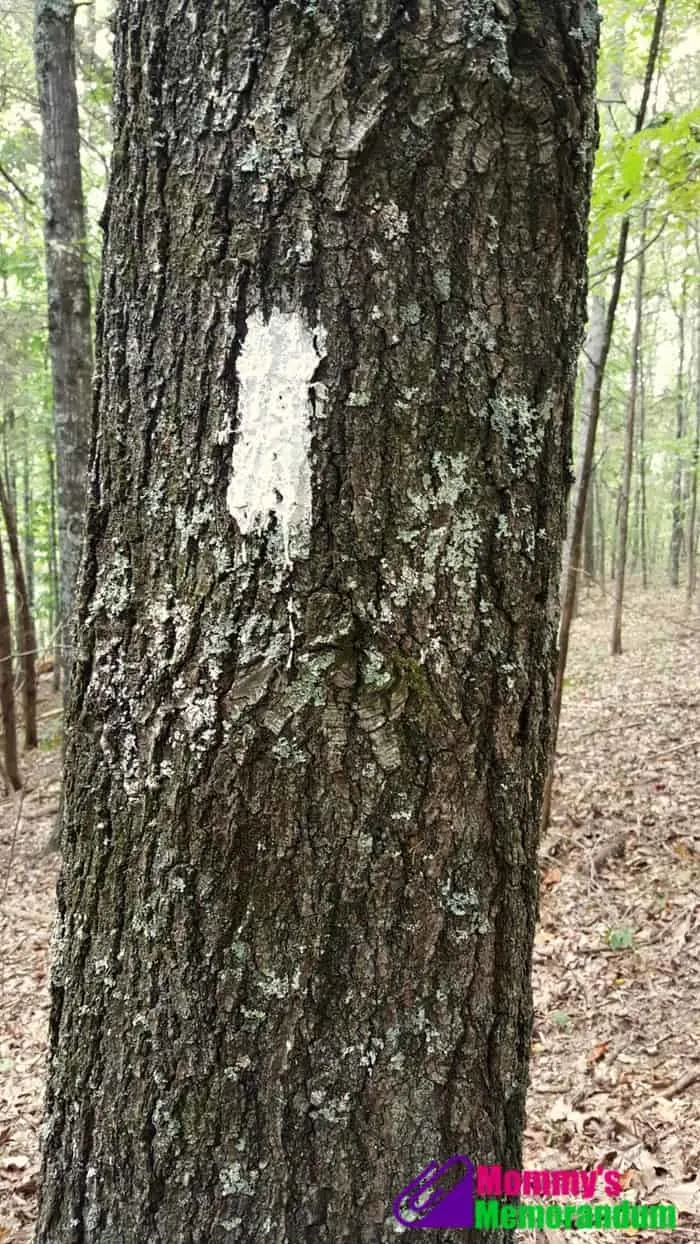 blaze-marks-on-appalachian-trail