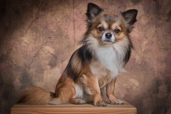 The smallest breeds of dogs