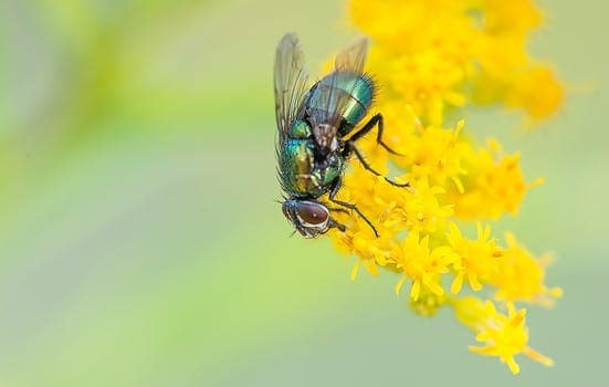 7 diseases from household flies