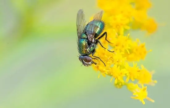 7 diseases from household flies