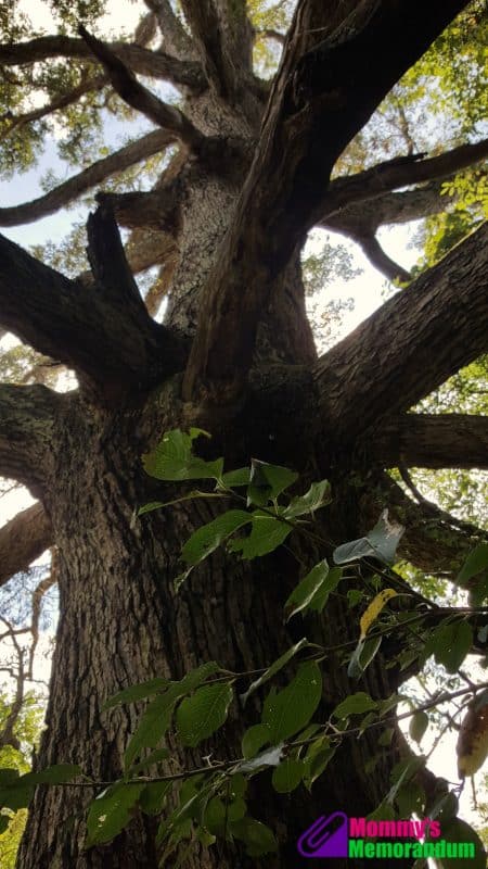 keffer-oak-looking-up-at-trunk