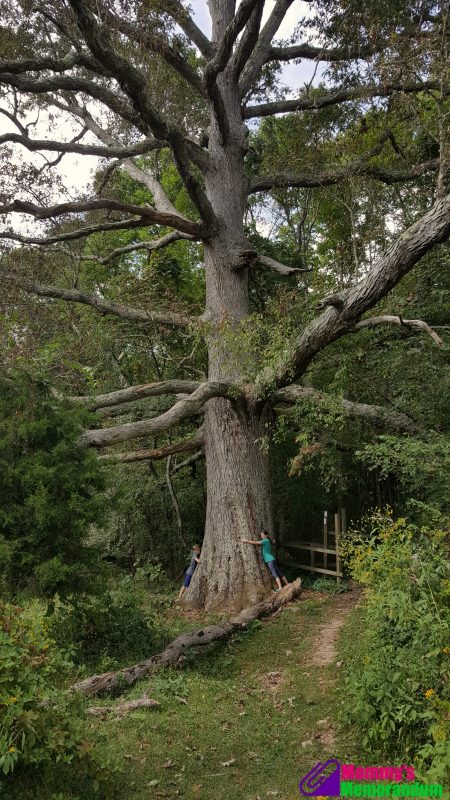 kids-hugging-the-keffer-oak