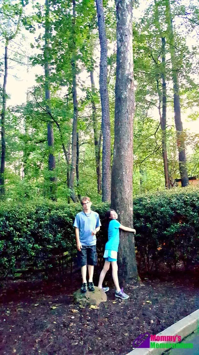 kings dominion moon tree