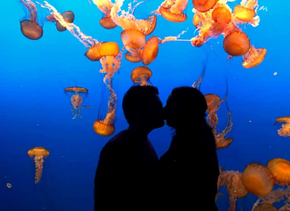 monterey bay aquarium