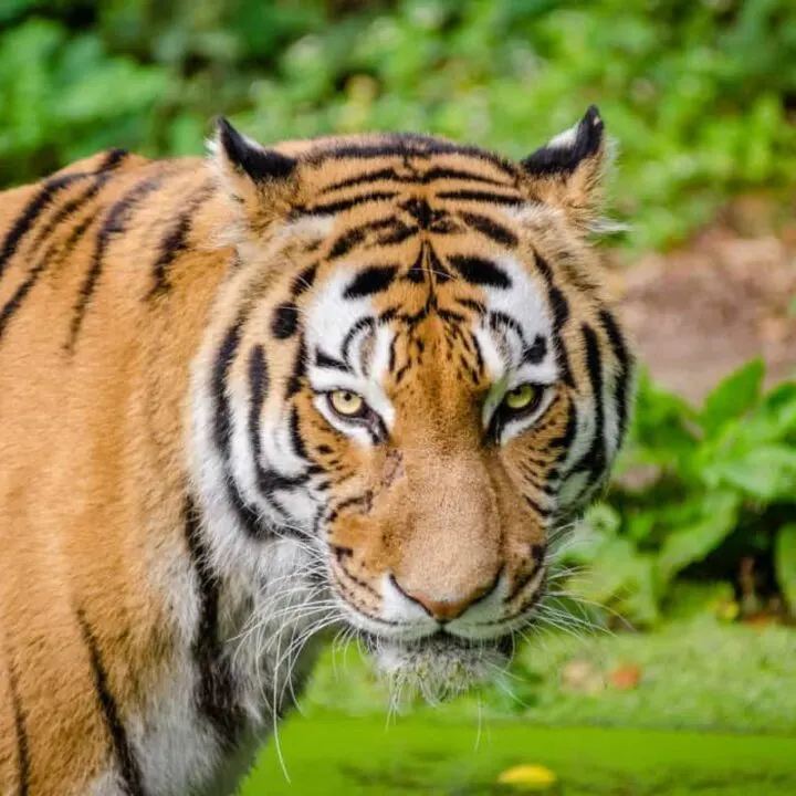bengal tiger, india safari
