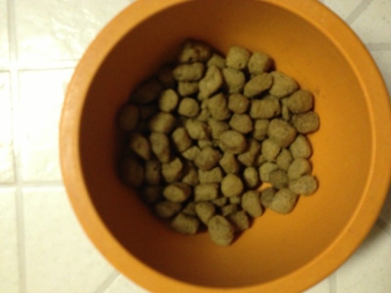petbrosia dog food in the bowl