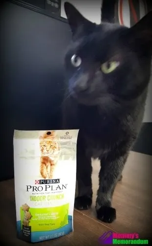 Purina pro plan cat hot sale treats