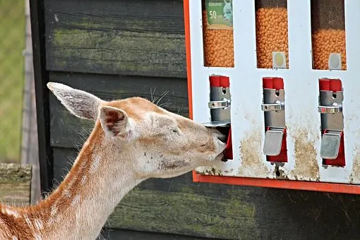 automated pet feeder